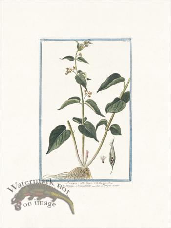 Bonelli 040 Dompte-venin